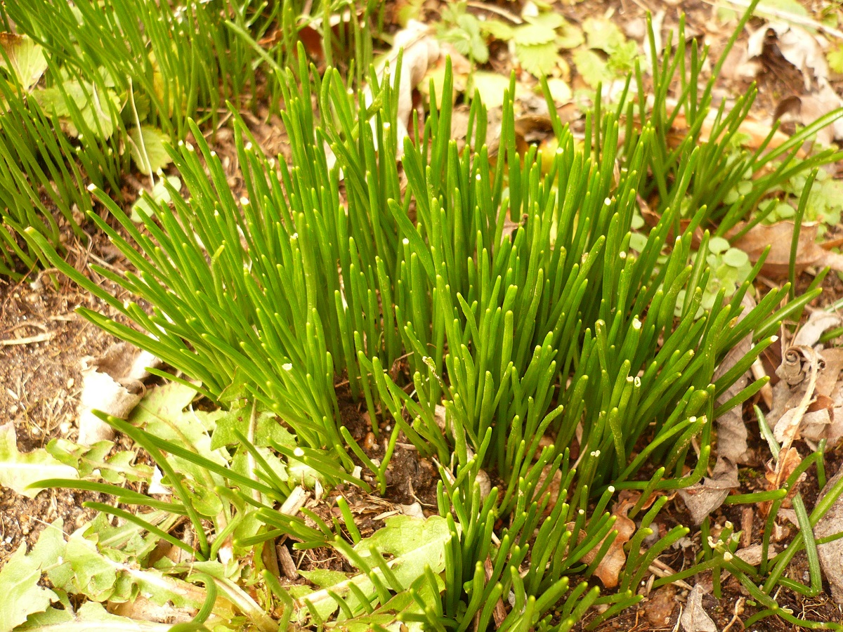 Ornithogalum umbellatum (Asparagaceae)